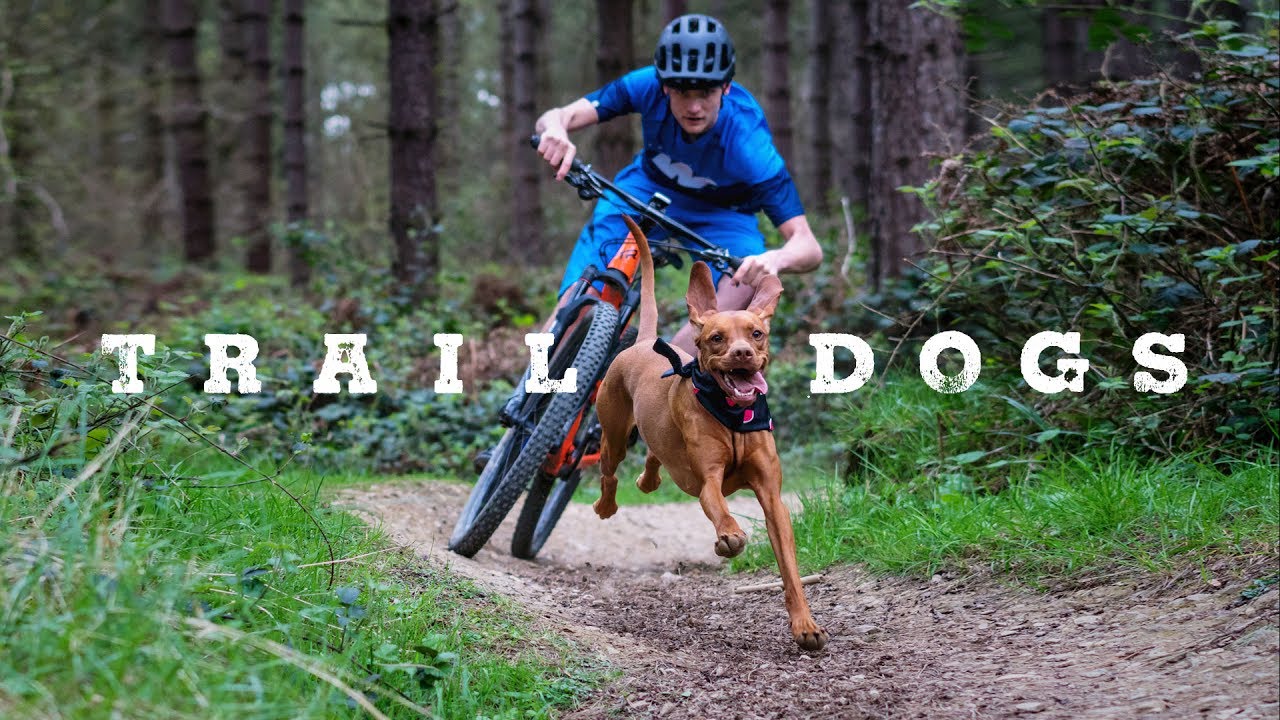 Best Trail Dog Videos
