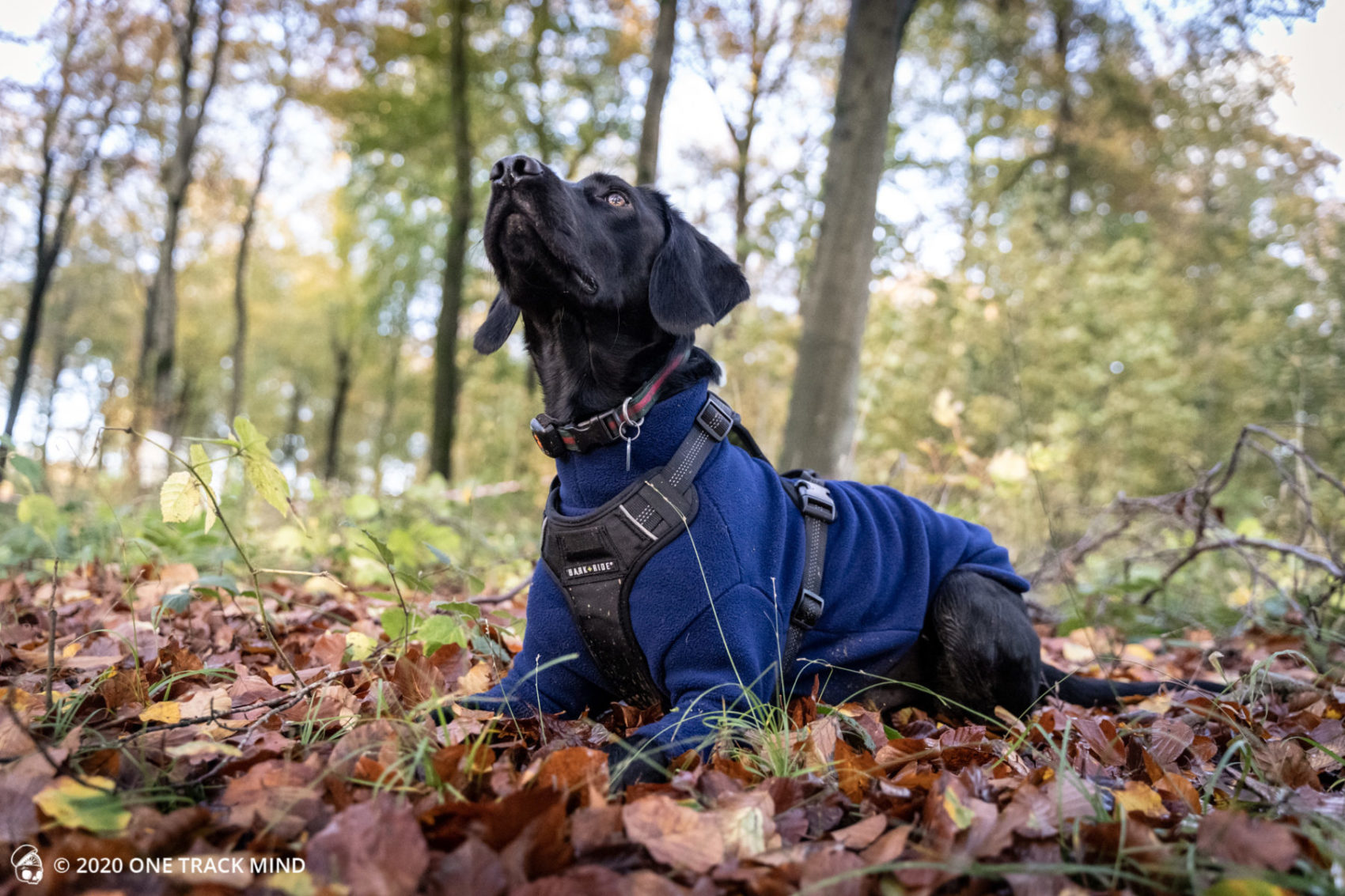 Bark + Ride Lewis Adventure Harness Review