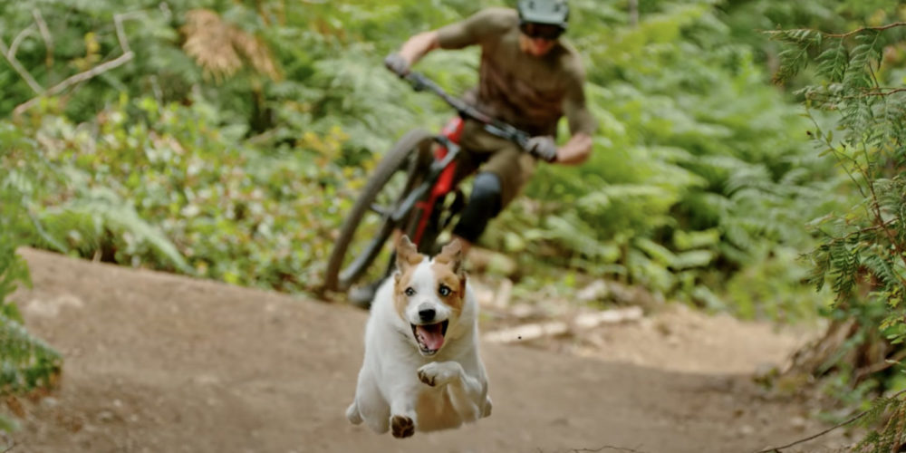A Dog's Tale with Shimano 01
